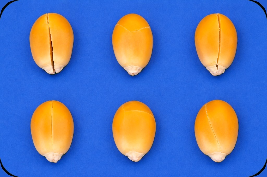 Grãos trincados