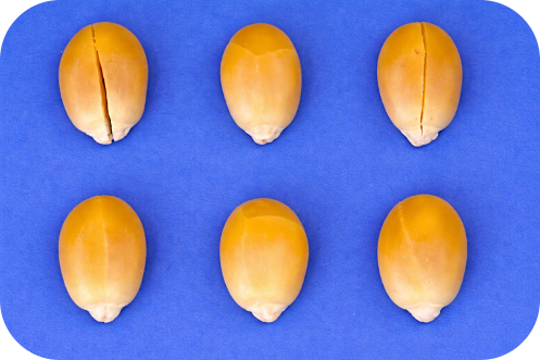 Grãos trincados