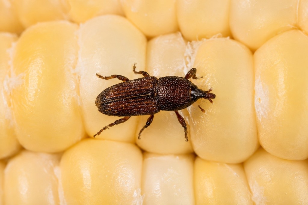 Sitophilus zeamais