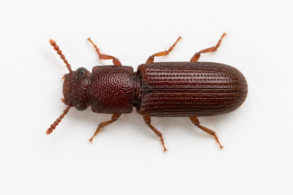 Rhyzopertha dominica