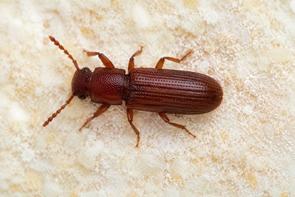 Tribolium castaneum