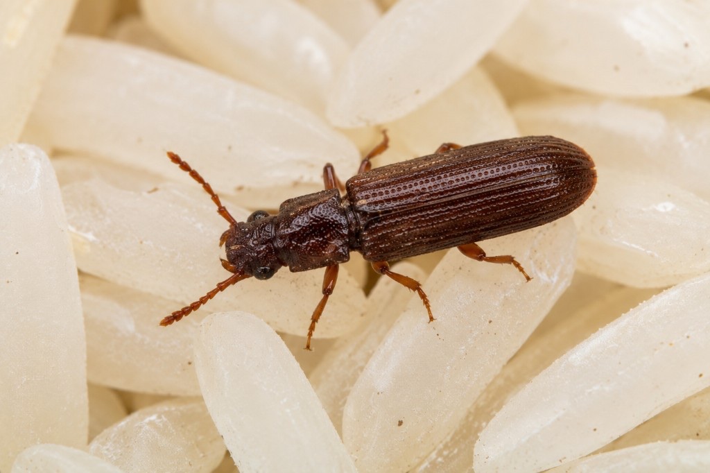 Oryzaephilus surinamensis