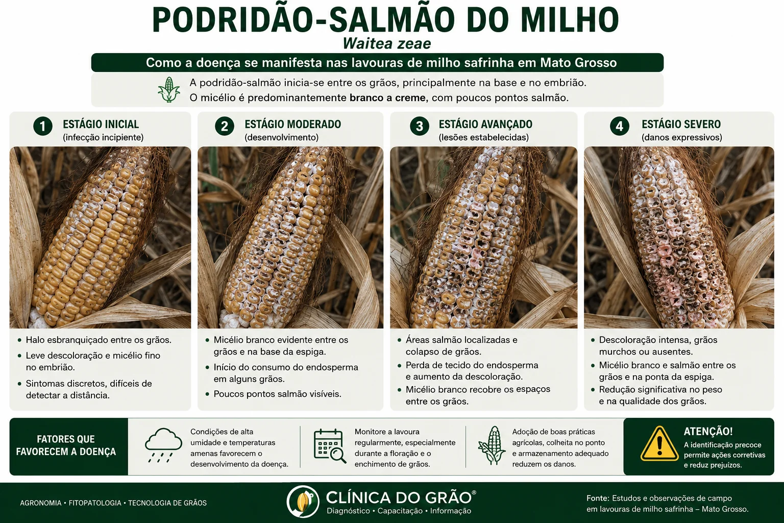 Painel técnico mostrando a progressão da podridão-salmão em espigas de milho, com micélio branco a creme e pontos salmão.
