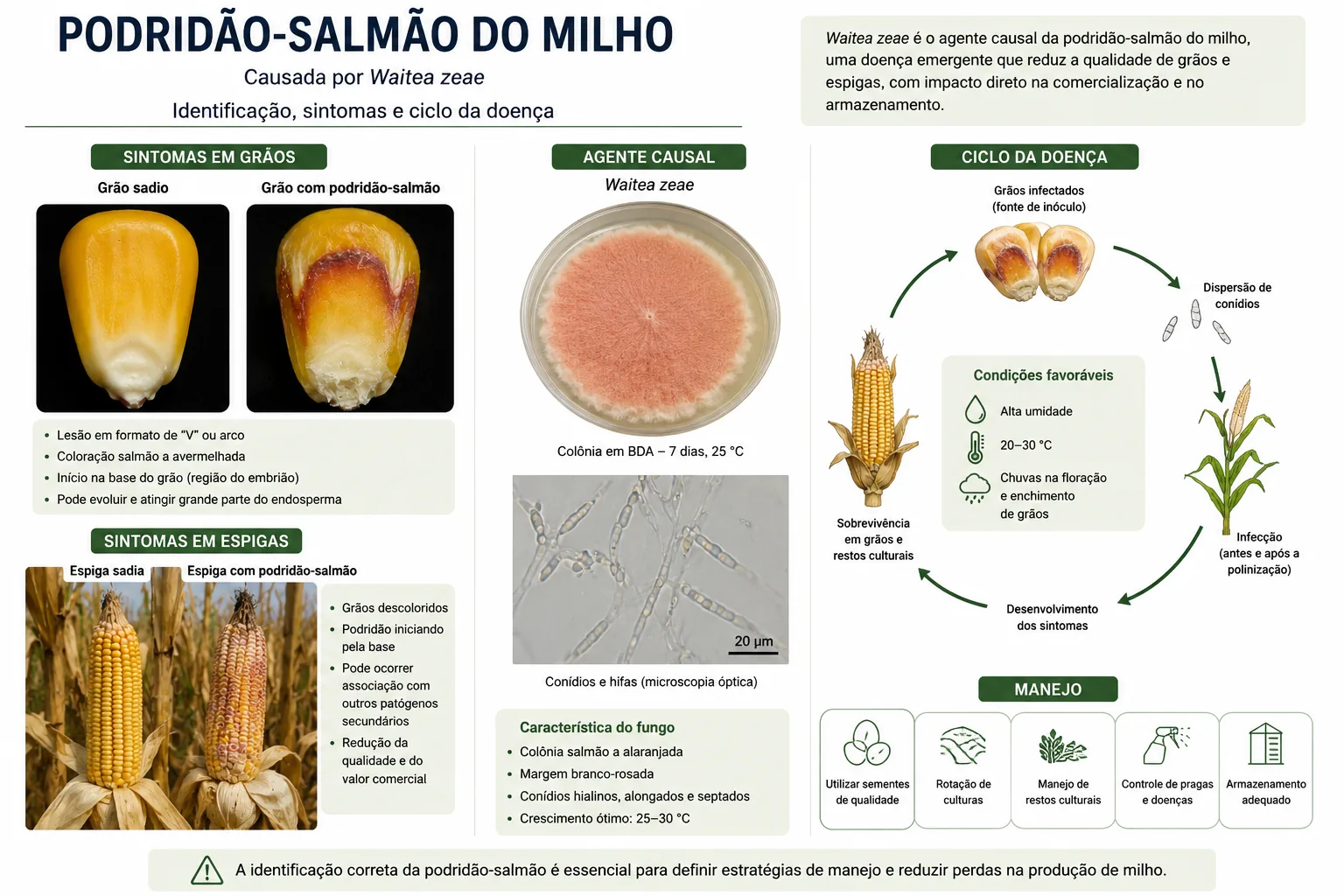 Fluxograma para inspeção, coleta de amostras e diagnóstico da podridão-salmão da espiga.